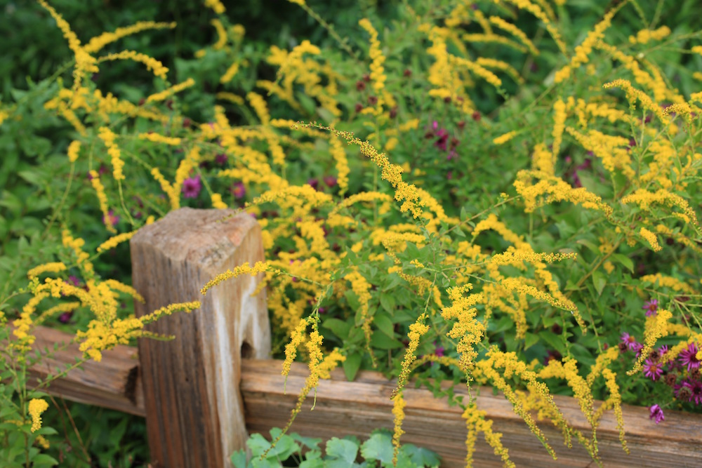 Goldenrod (Solidago sp.) adds a splash of fall color to the garden and to public spaces in the ABQ BioPark in Albuquerque, New Mexico