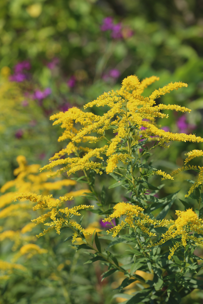 Goldenrod (Solidago sp.) growing with ironweed (Vernonia) in North Carolina