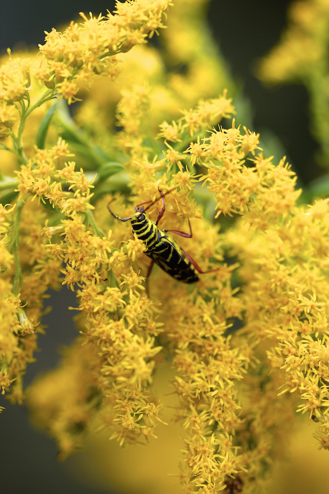 Locust borer on a goldenrod inflorescence