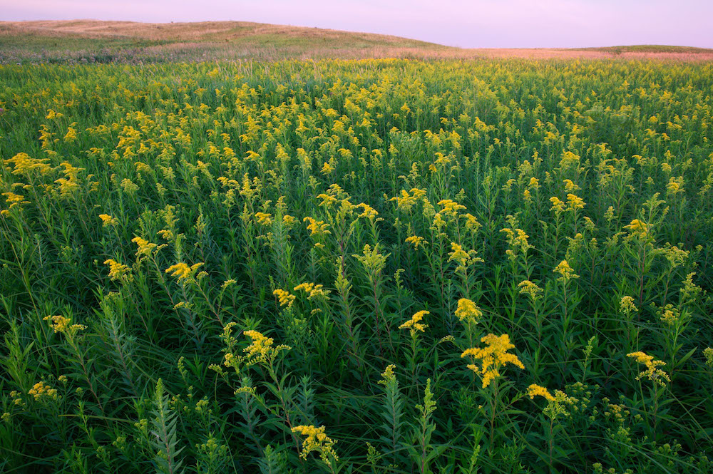 Goldenrod (Solidago sp.) growing in Minnesota; photo courtesy of Clint Farlinger