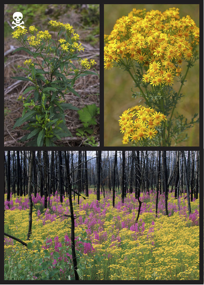 The tribe comprised of ragwort, groundsel, liferoot, and staggerweed (Senecio spp. and other related genera) contains many DEADLY TOXIC species. Clockwise from top left: Ragwort (Senecio ovatus) in Bavaria, Germany, photo courtesy of blickwinkel; Ragwort, also known as staggerwort or blooming jacobea (Jacobaea vulgaris, formerly Senecio), photo courtesy of Justus de Cuveland/imageBROKER; Golden ragwort (Senecio sp.) and fireweed (Epilobium angustifolium) growing in a recently burned forest in Yukon, Canada, photo courtesy of Dieter Hopf/imageBROKER