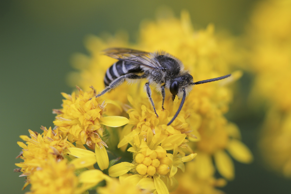 Sweat bee pollinating goldenrod