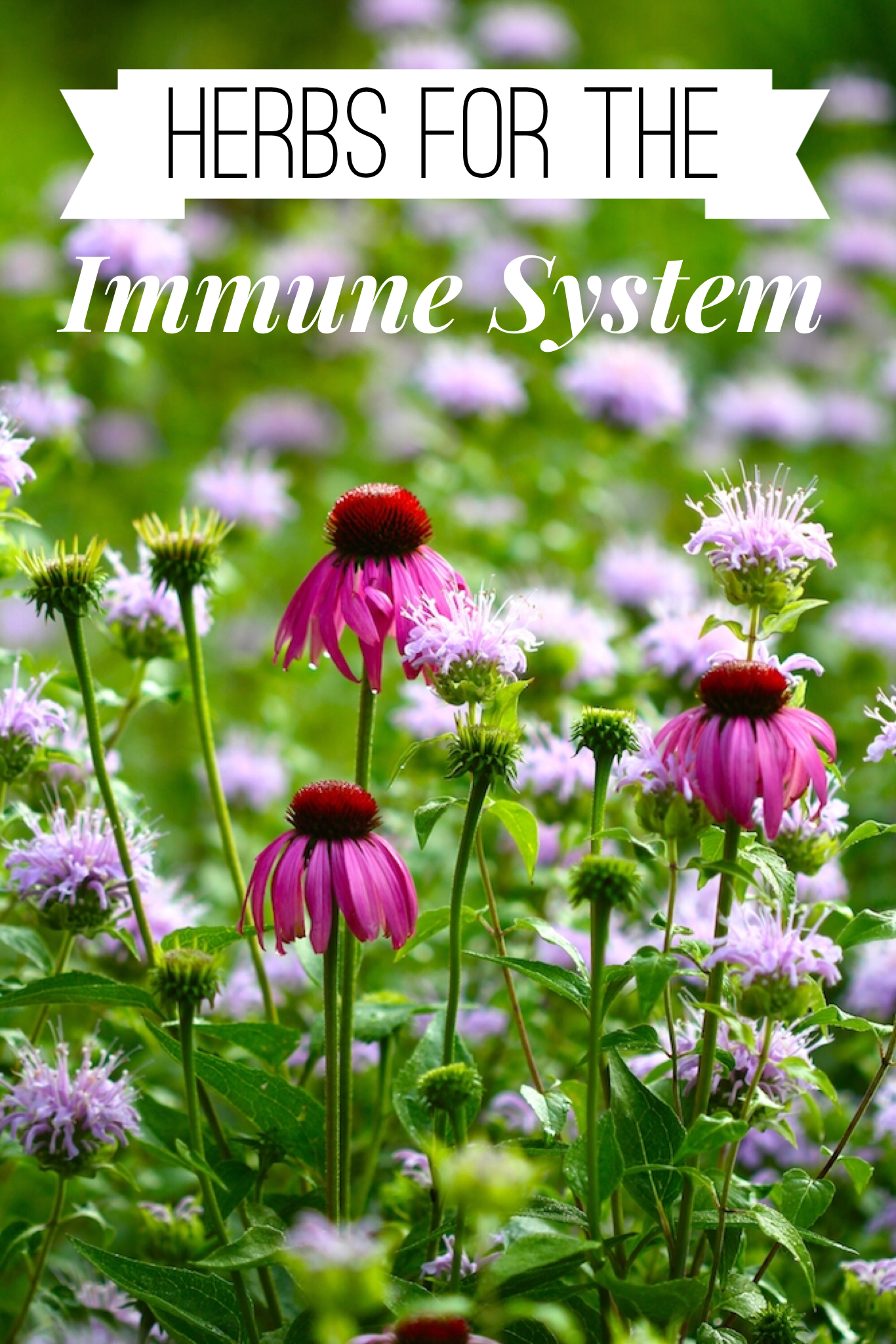 herbs-for-the-immune-system
