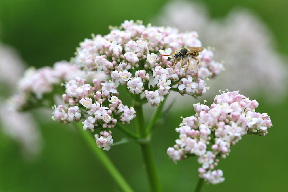 Valerian is one of 10 best herbs to start your home herbal apothecary.