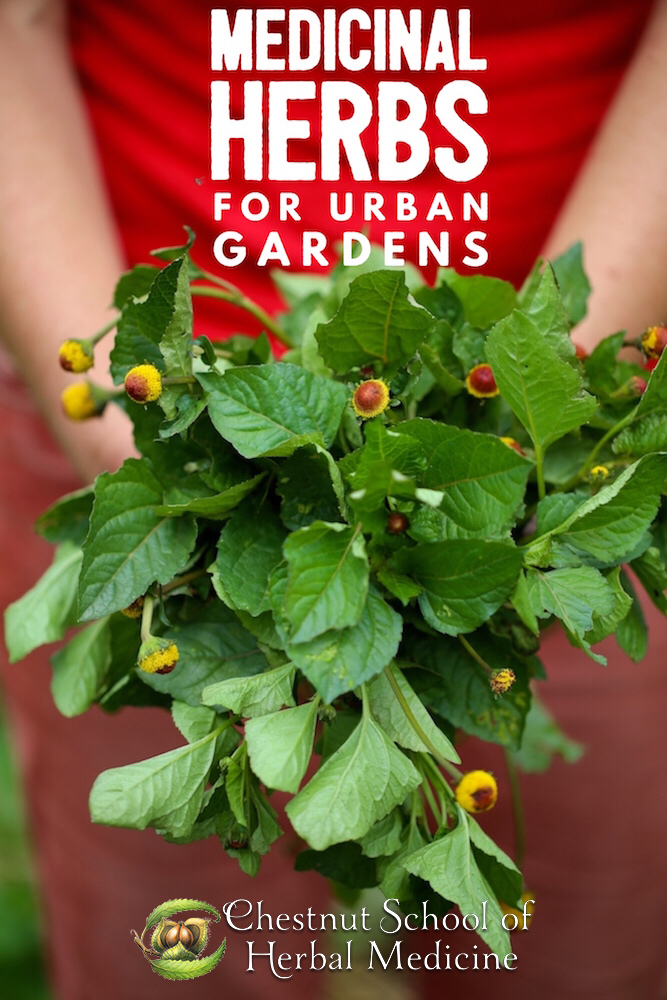 Medicinal herbs for urban gardens.