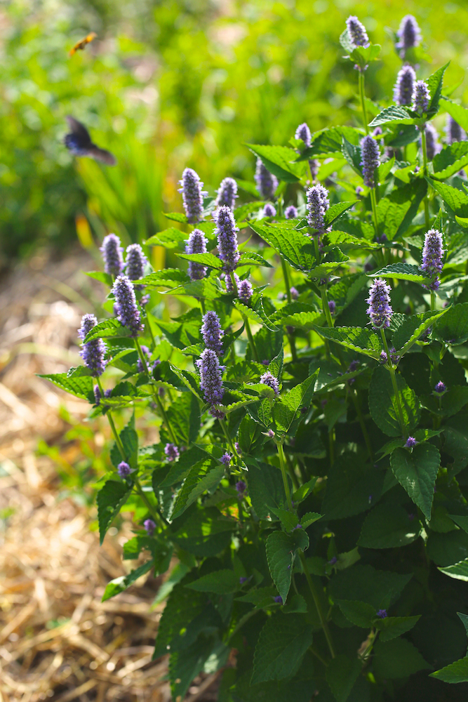Anise hyssop has a long flowering season and is literally abuzz with pollinators from beginning to end.
