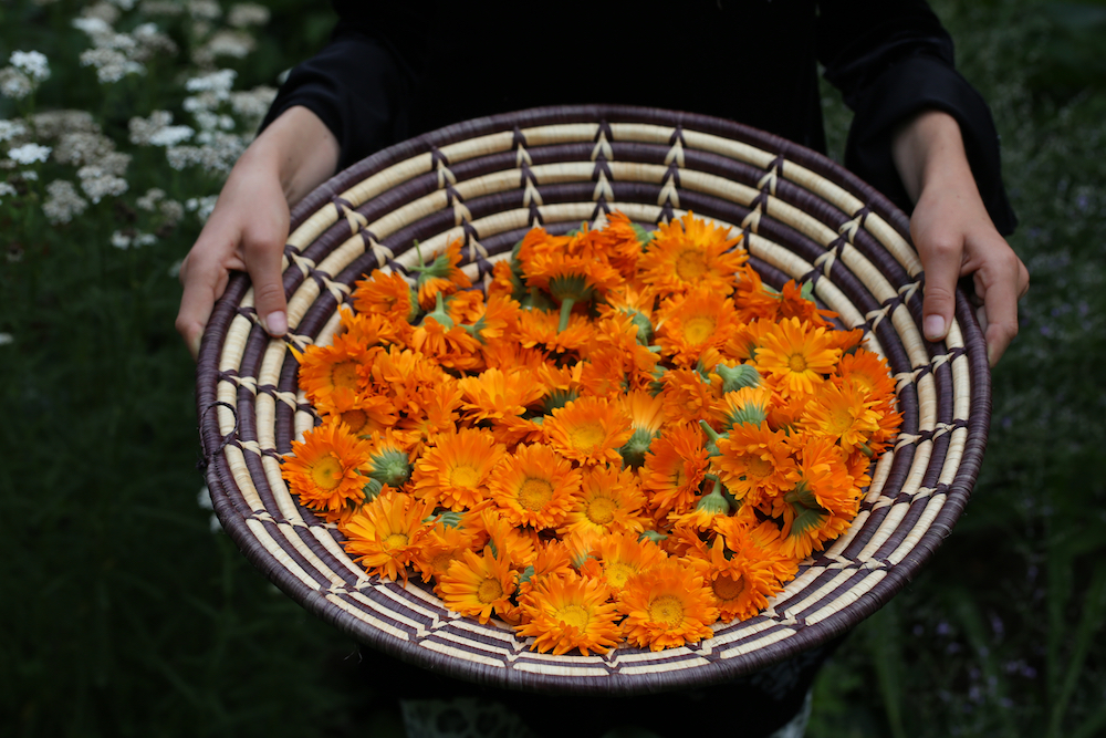 A fresh calendula harvest gathered in a basket.