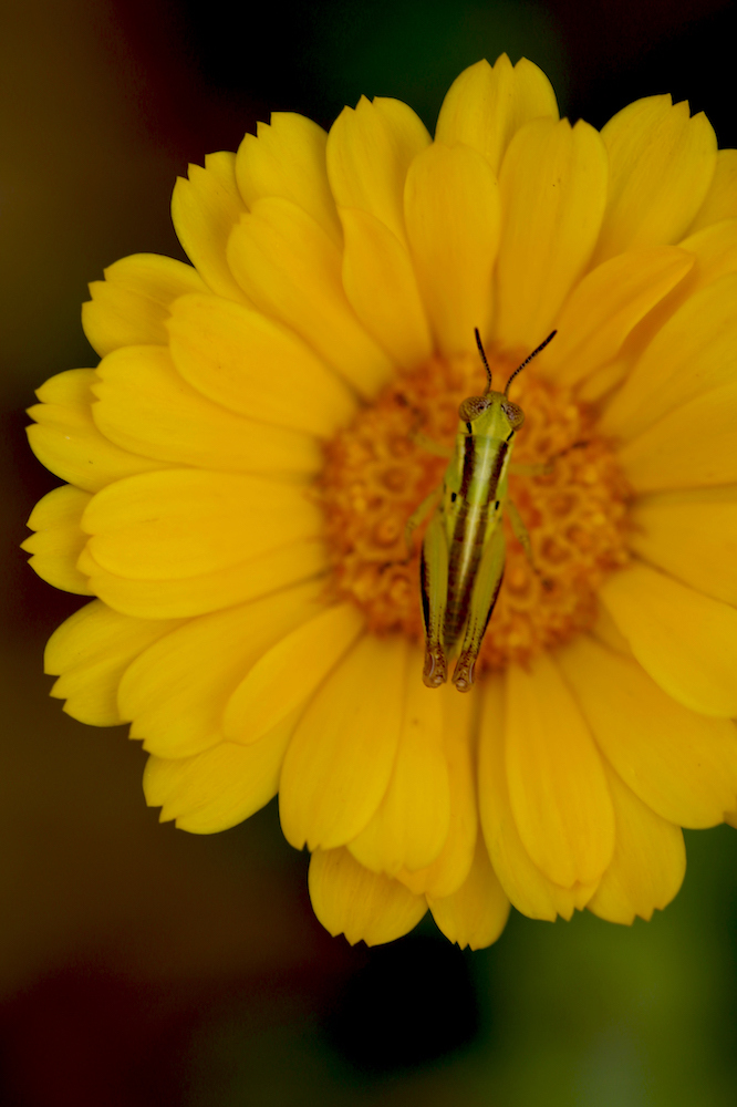 Grasshopper on a calendula bloom.