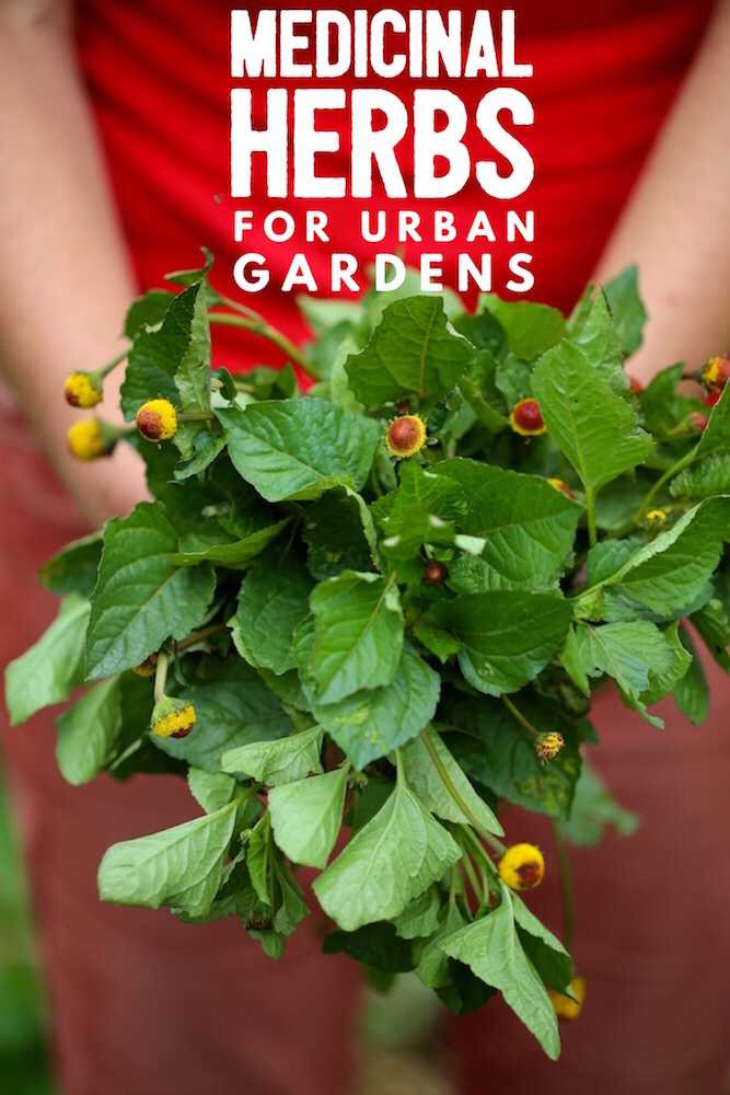  Grow Medicinal Herbs in Urban Spaces