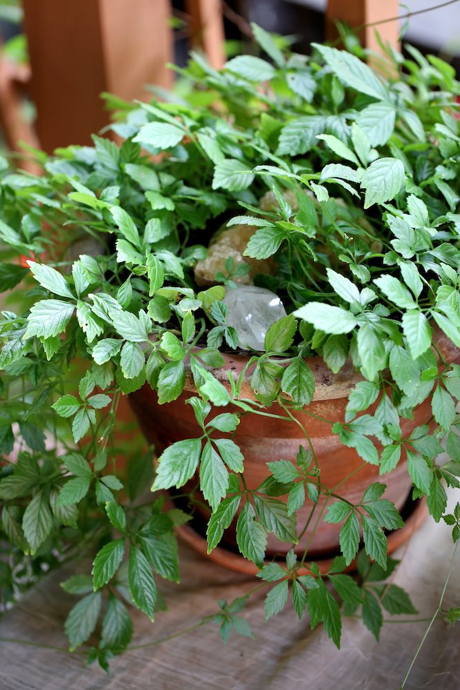 Jiaogulan (Gynostemma pentaphyllum) makes a beautiful medicinal houseplant.