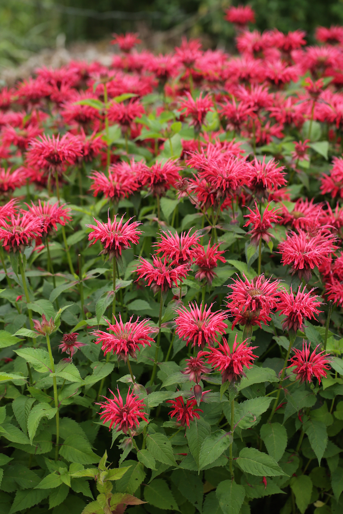 Red bee balm.