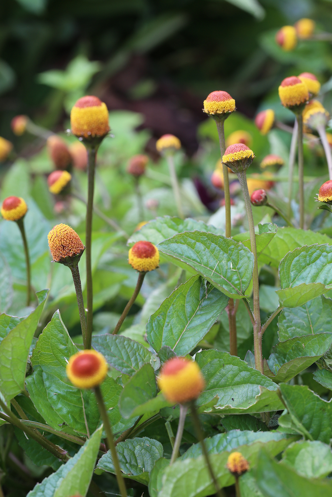 Spilanthes or toothache plant.