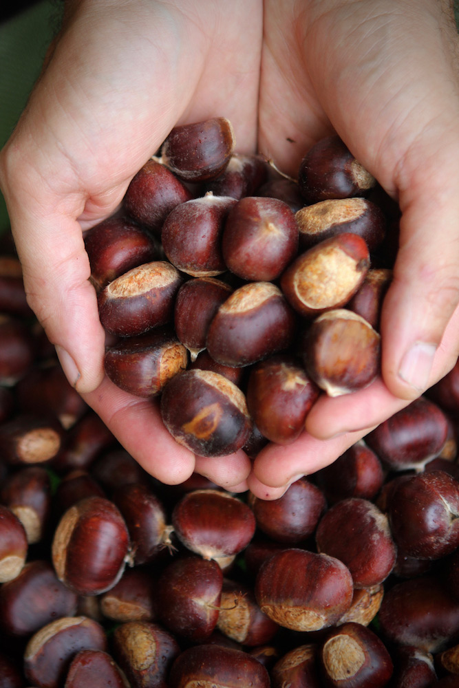 Hands full of Chinese chestnut.