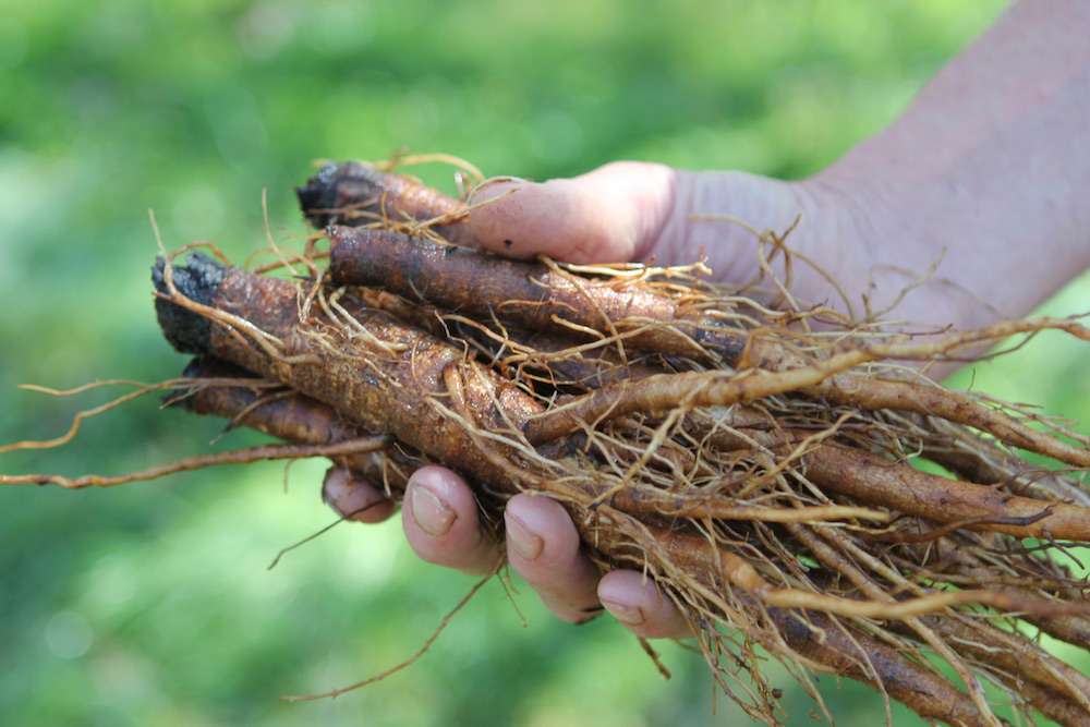 A hand holds freshly harvested burdock root.