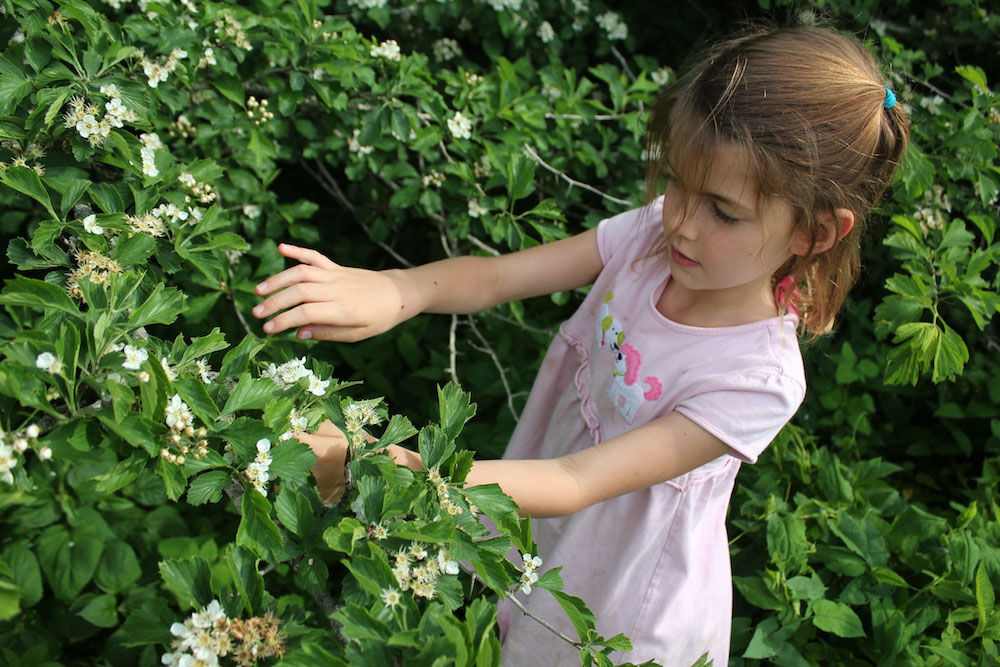 A child harvests hawthorn flowers.