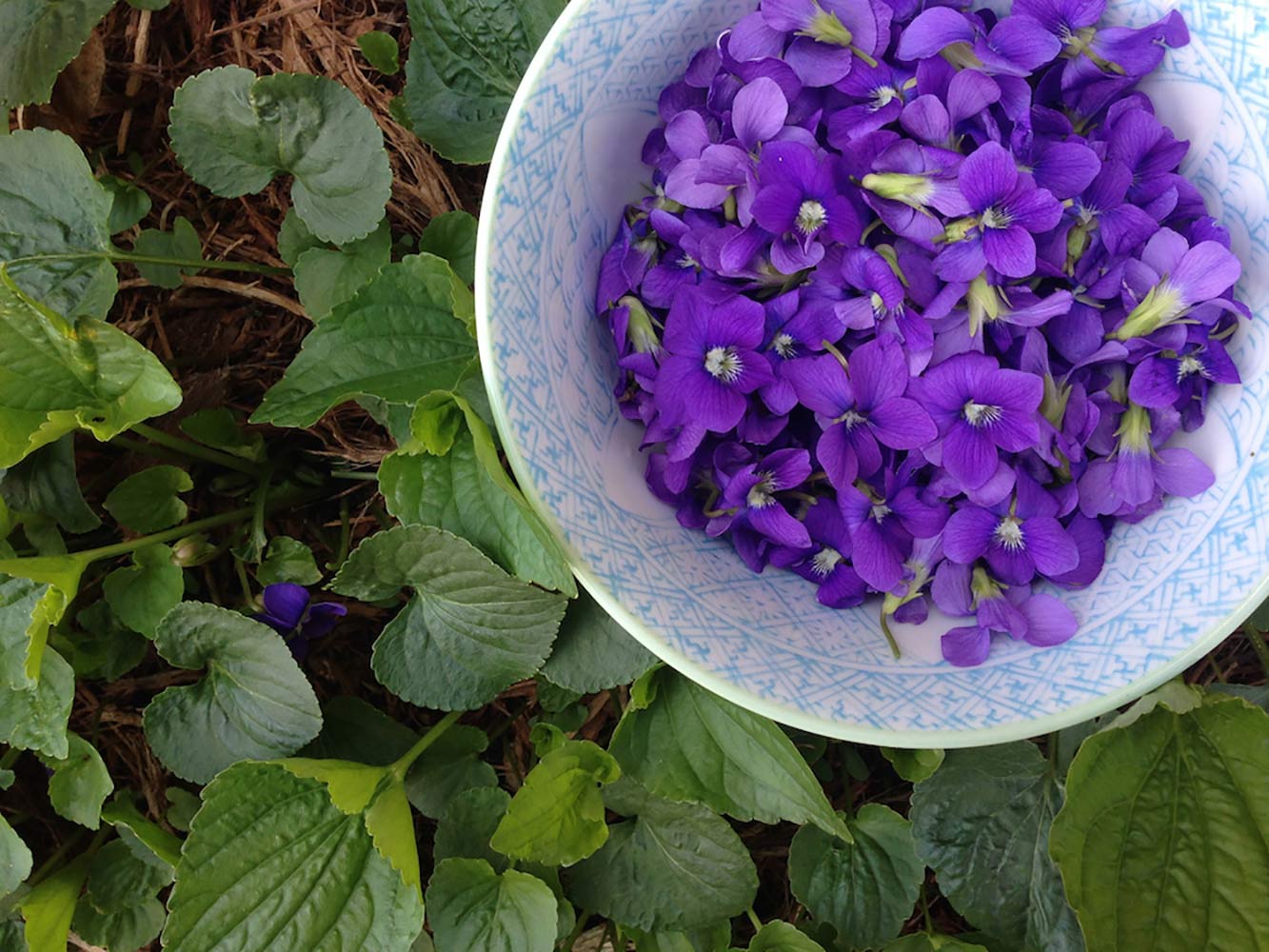 A bowl of harvested wild violets sits next to violet leaves.