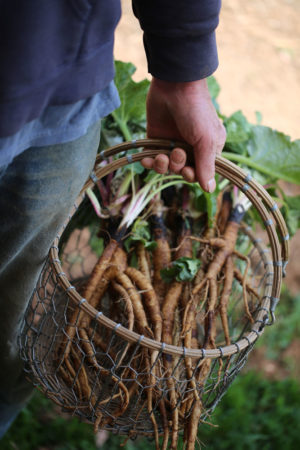 A hand holding a basket of harvested burdock roots.