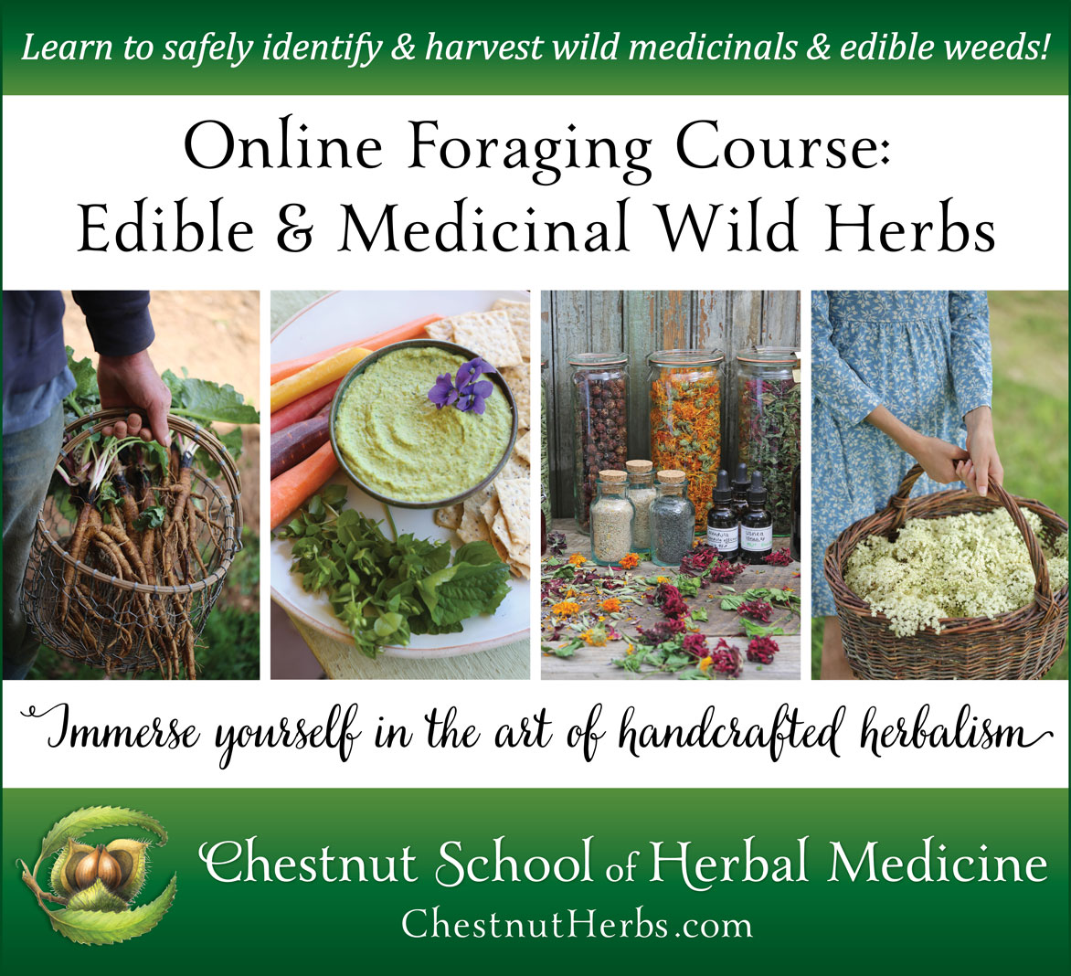 Chestnut School of Herbal Medicine's Online Foraging Course.