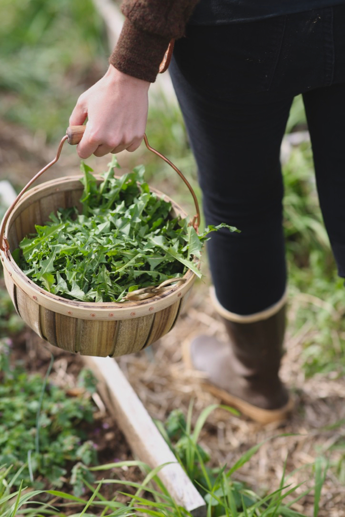 Our Favorite Resources for Learning About Foraging Wild Foods and Herbs: Blogs, Podcasts, and YouTube Channels on Gathering Wild Edibles and Medicinal Plants