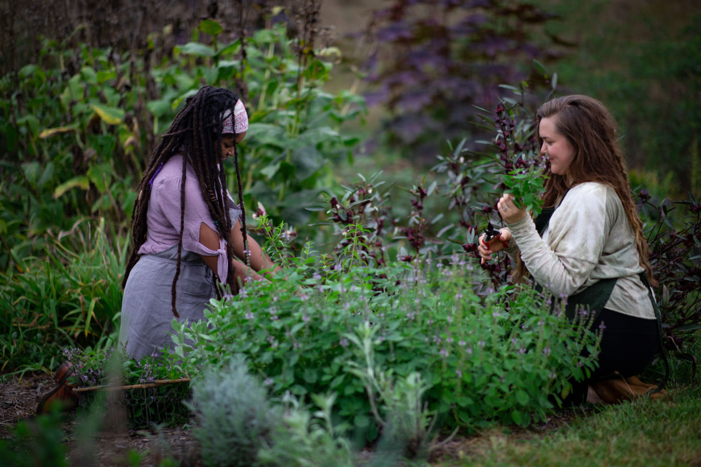 Two people gather herbs outdoors.