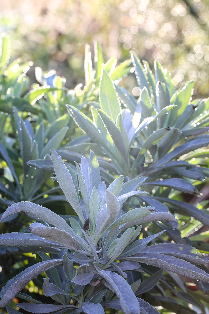 White sage (Salvia apiana).