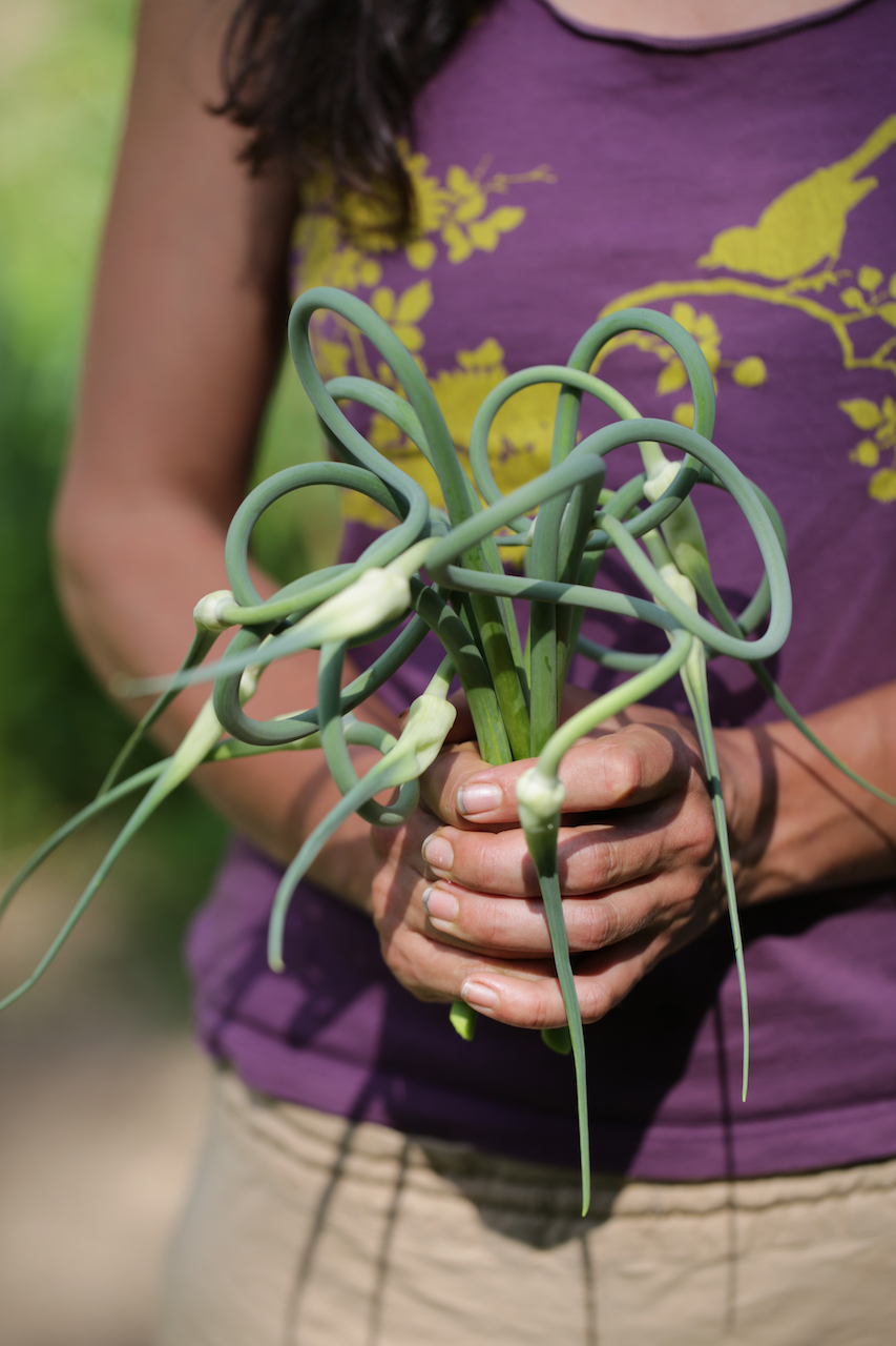A bouquet of edible garlic scapes (Allium sativum). Garlic is one of my top-choice herbs to boost immunity.