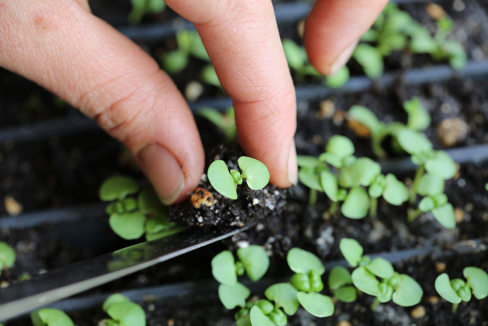 Pricking out a basil seedling to transplant into a tray with larger cells.