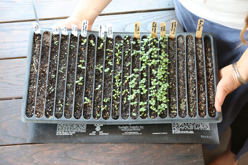 An electric heat mat warming up a row tray of densely planted seedlings which will be pricked out and transplated to larger cells before being planted outside.