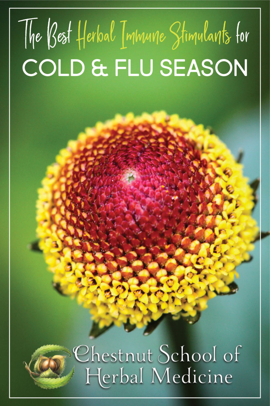 The Best Herbal Immune Stimulants for Cold and Flu Season