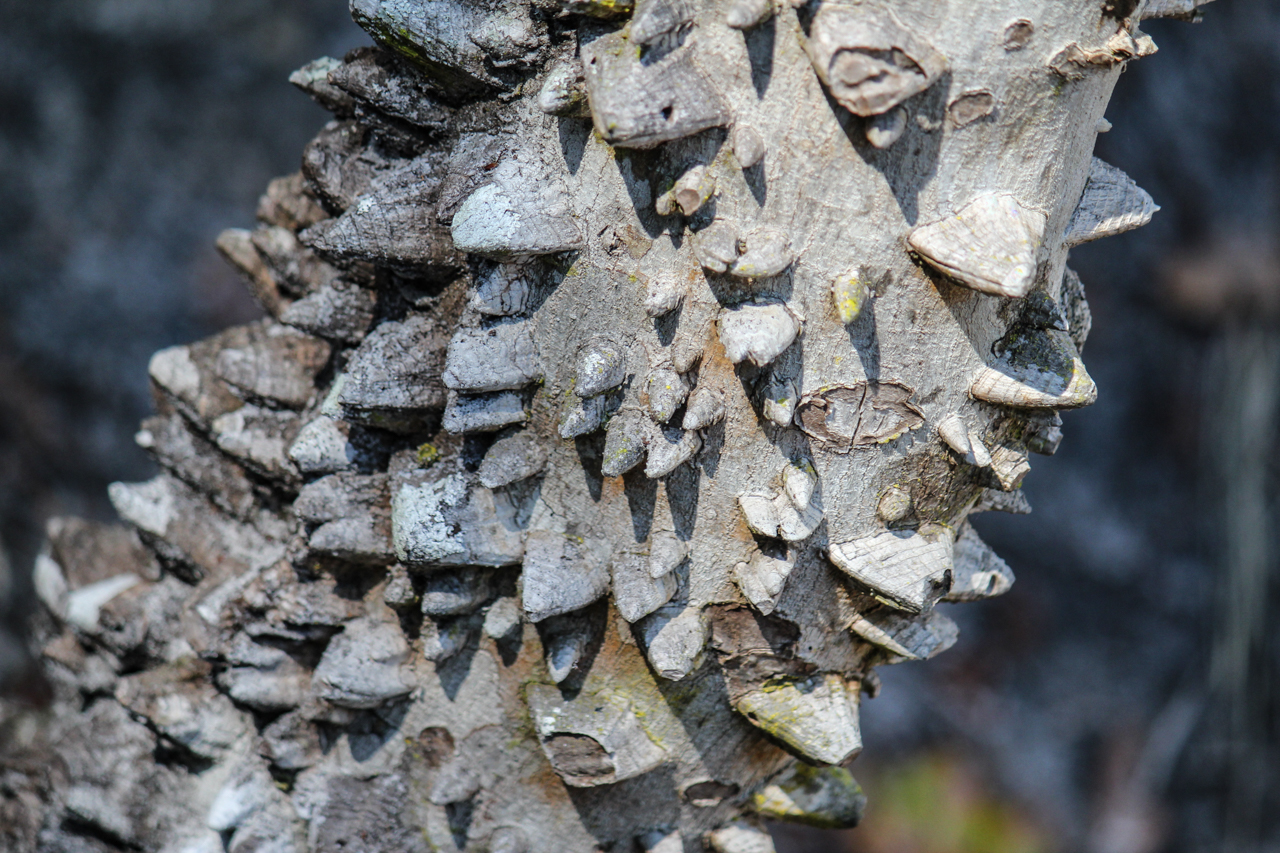 Prickly Ash, Toothache Tree, or Hercules’ Club (Zanthoxylum clava-herculis, Z. americanum, Rutaceae).