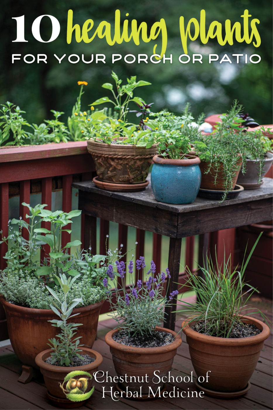 10 healing plants for your porch or patio