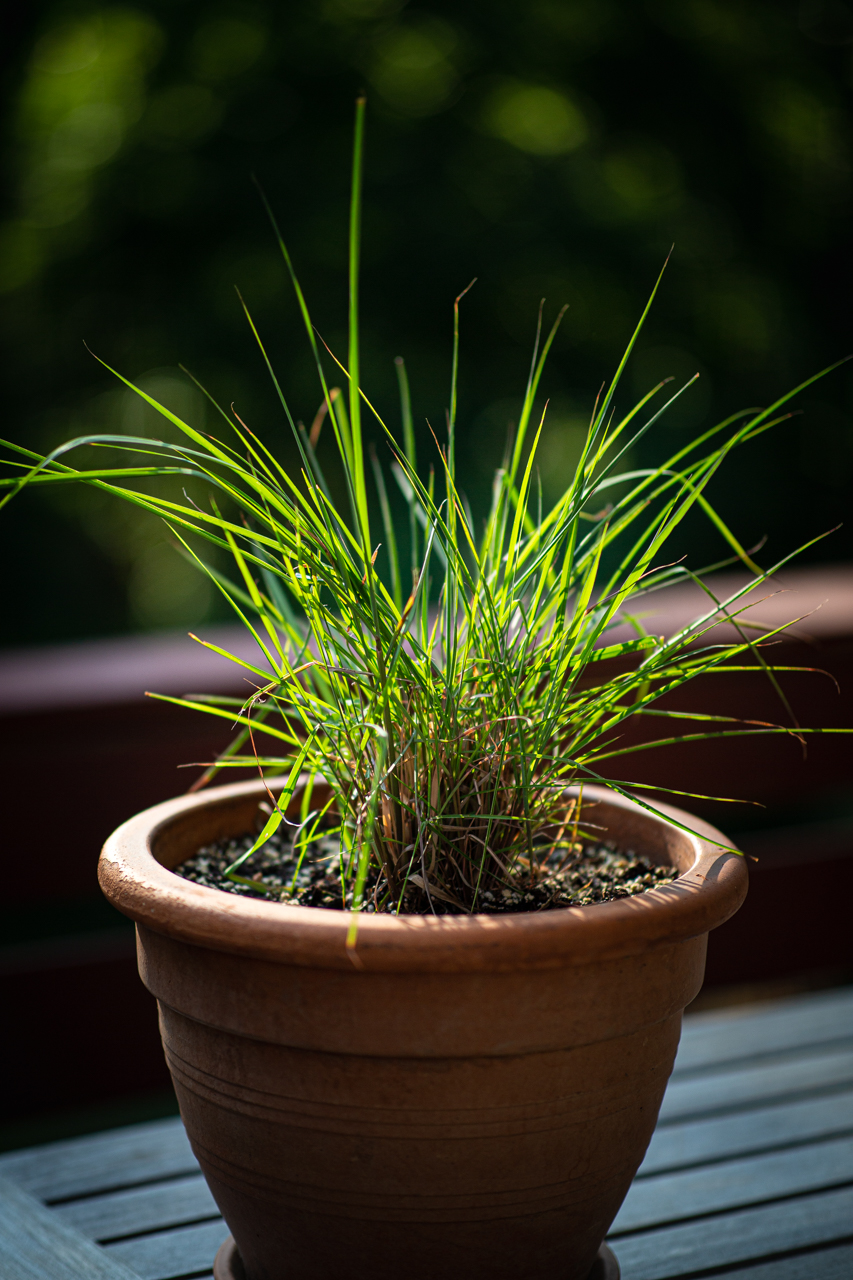 A young potted lemongrass
