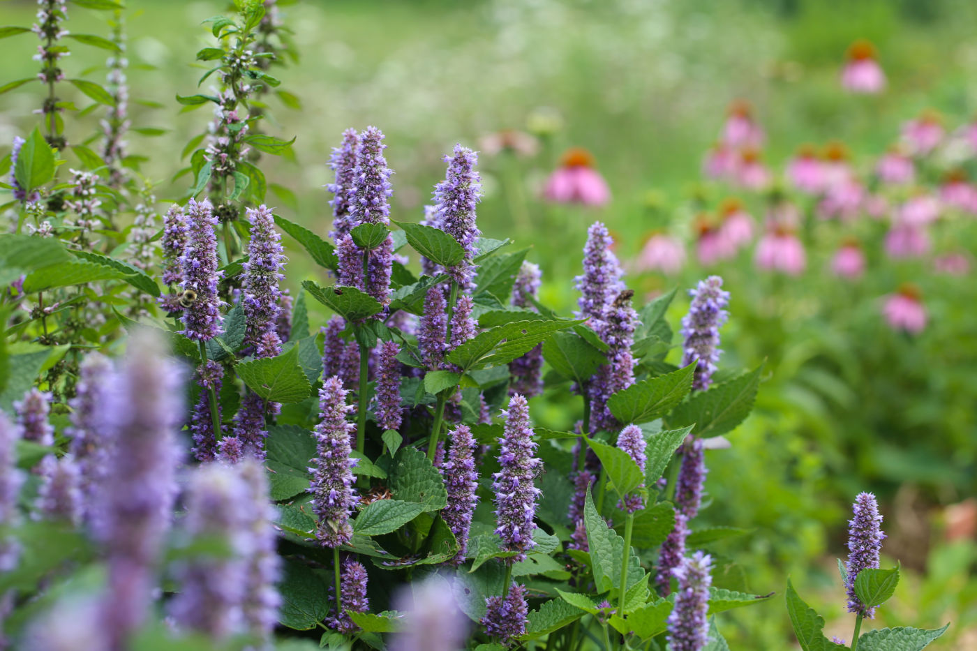 Anise hyssop (Agastache foeniculum) is a prime nectary plant, attracting a veritable promenade of pollinators