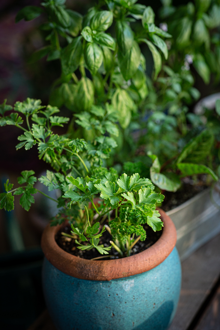 Curly and Italian (flat-leafed) parsley chumming it up in a pot