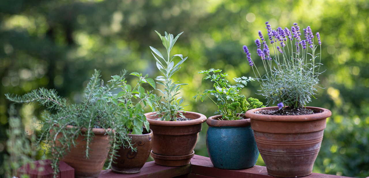 How to Grow Culinary Herbs in Containers: 10 Healing Plants for Your Porch  or Patio