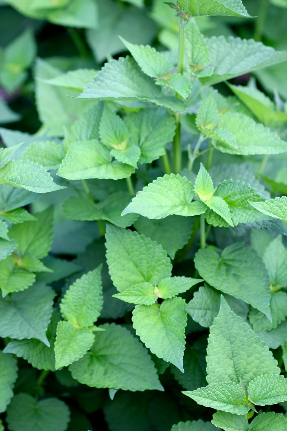 Tender anise hyssop leaves in the prime stage for culinary uses