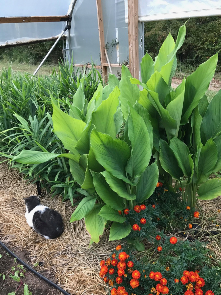 Turmeric in the foreground and ginger in the rear; growing in a greenhouse in North Carolina