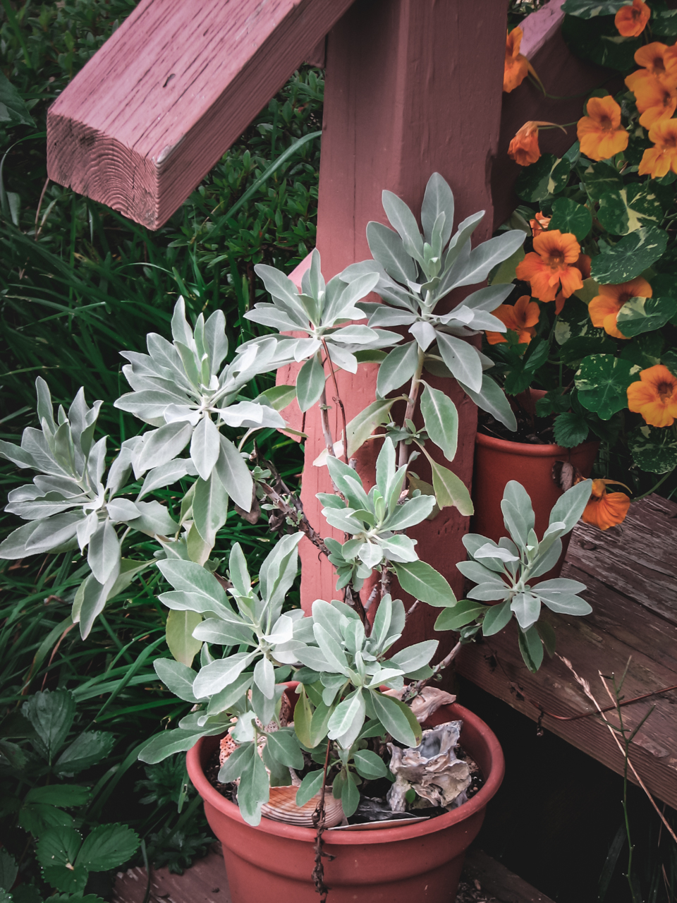 White Sage (Salvia apiana) is a medicinal herb shown growing in a pot.