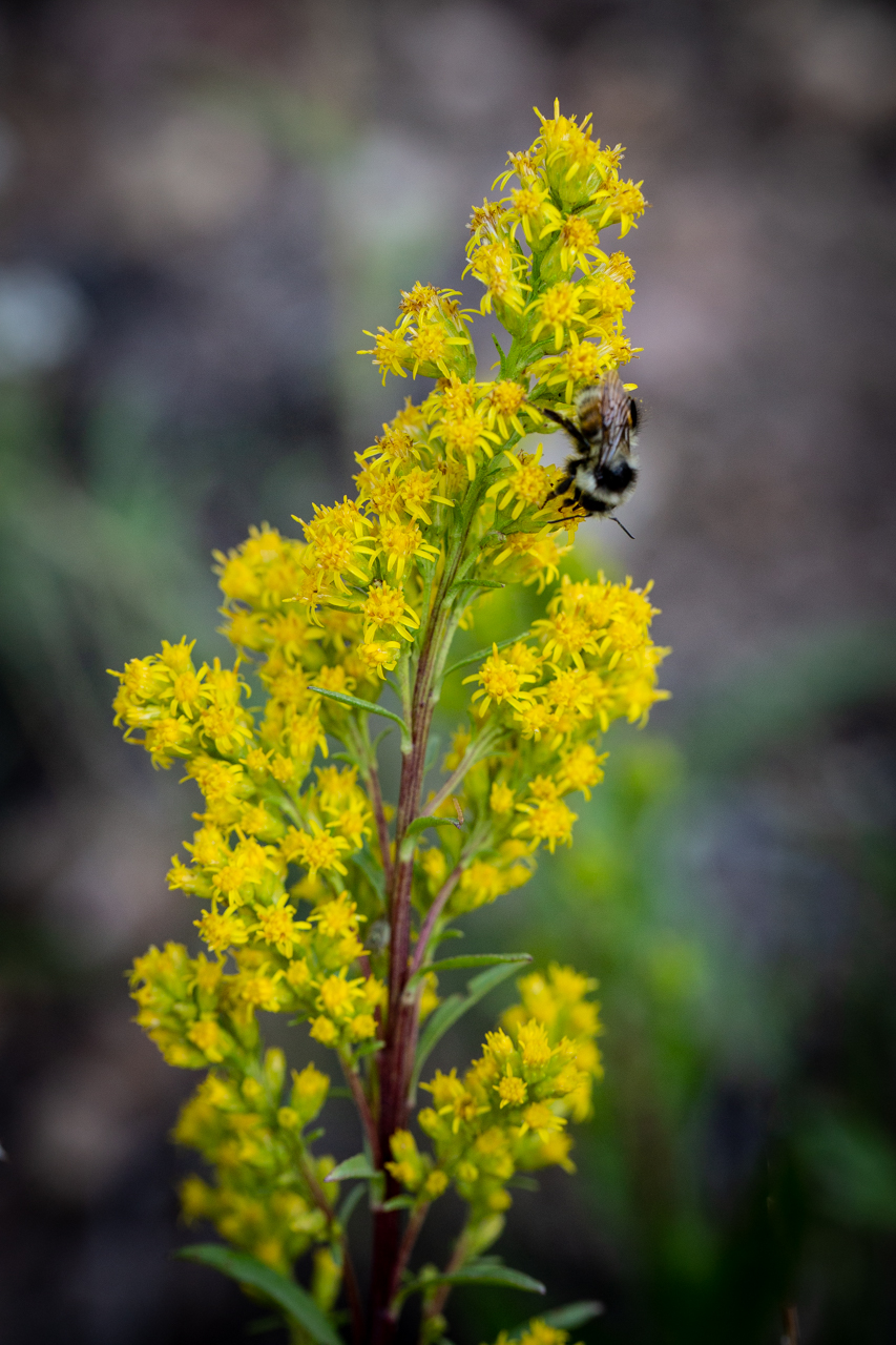 A bee pollinating goldenrod (Solidago spp.)