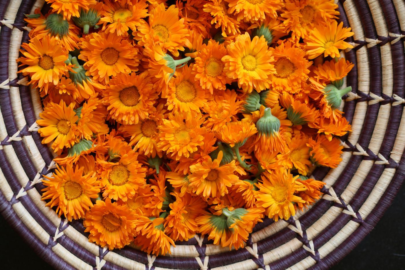 Calendula is one of 10 best herbs to start your home herbal apothecary.