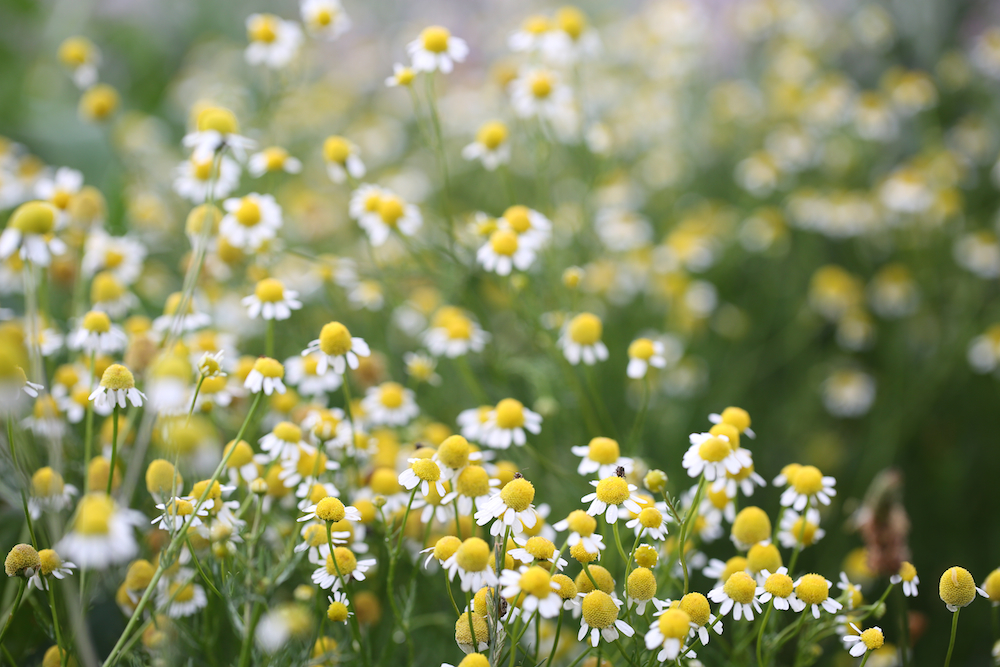 Chamomile is one of 10 best herbs to start your home herbal apothecary.