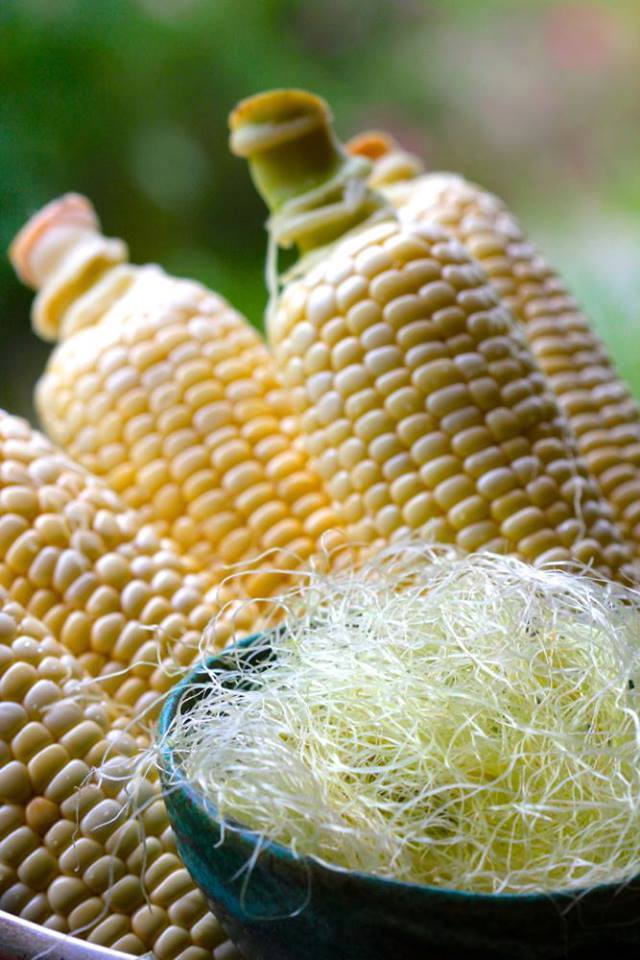 Corn Silk (Zea Mays)