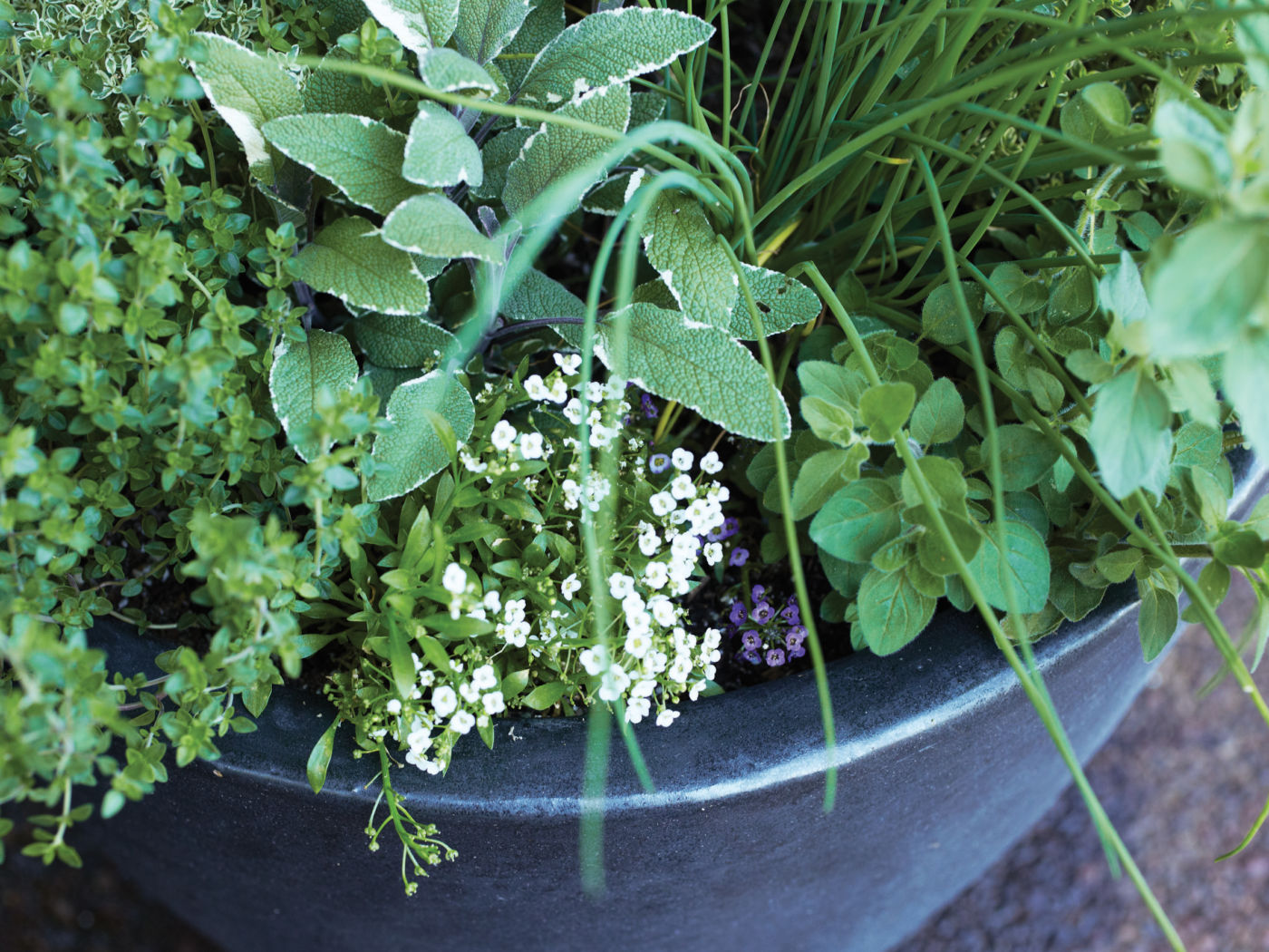 French and English thyme, Tricolor sage, garlic chives, Greek oregano, and white- and purple-flowered pollinator-attracting alyssum cascade over the edges of this dedicated herb container