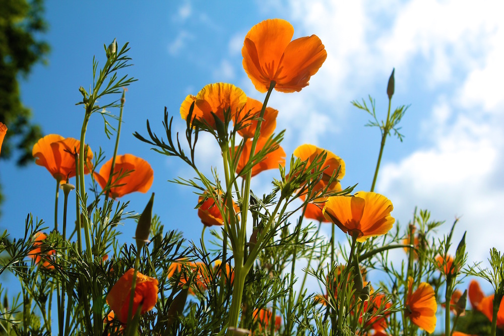 California Poppy (Eschscholzia californica)
