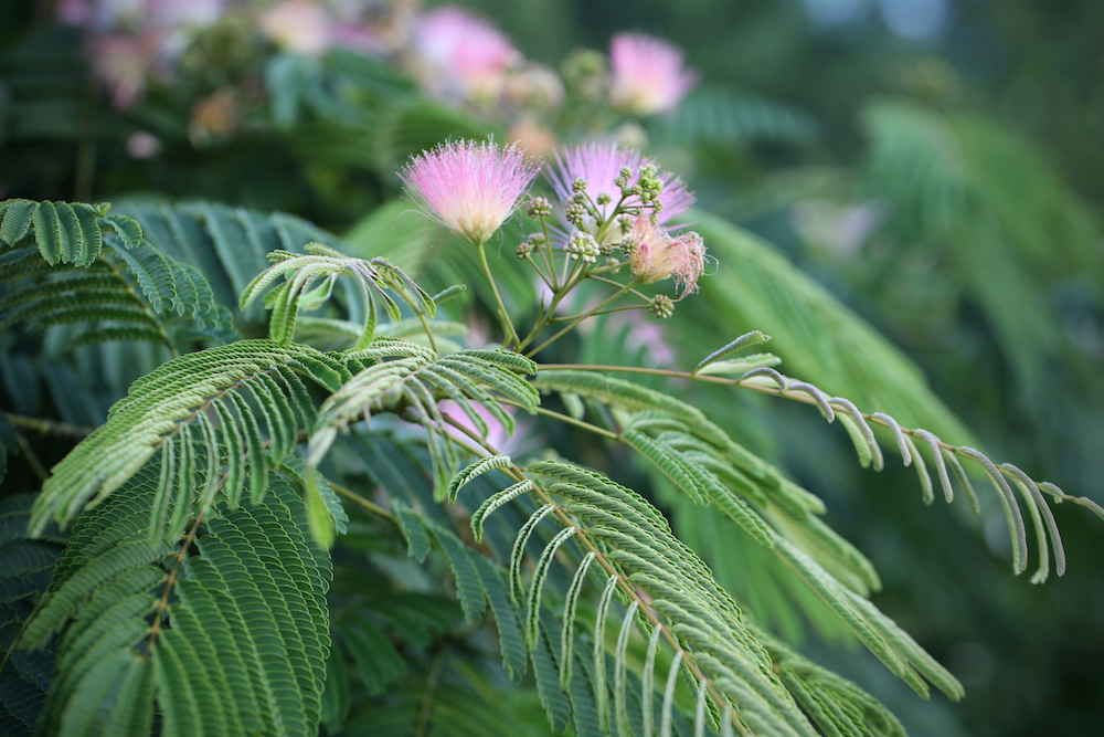 Mimosa (Albizia julibrissin)