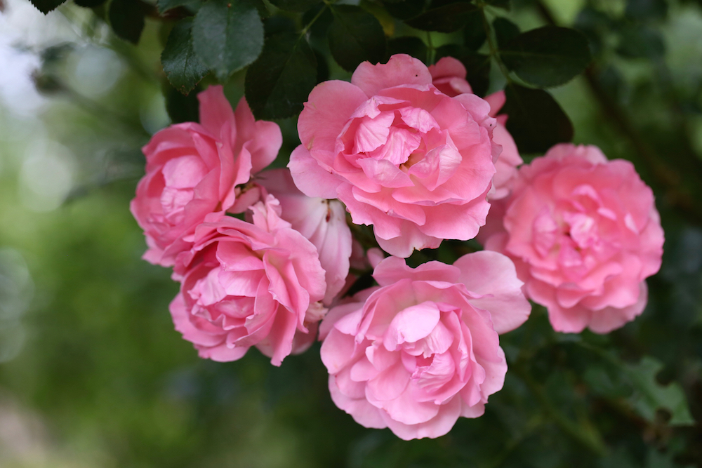 Rose is one of 10 best herbs to start your home herbal apothecary.