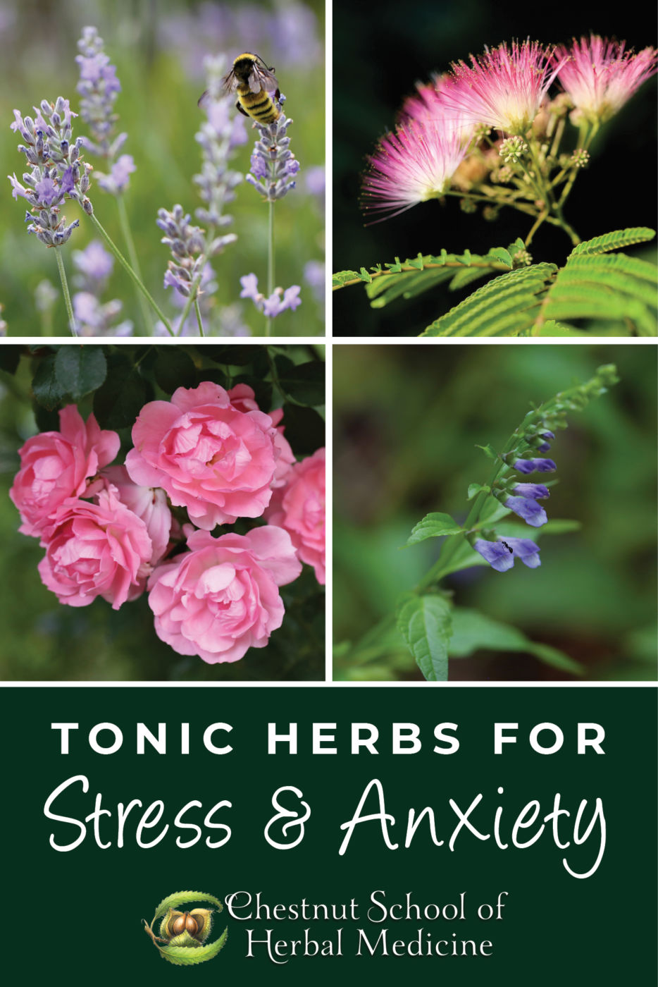 Tonic Herbs for Stress and Anxiety