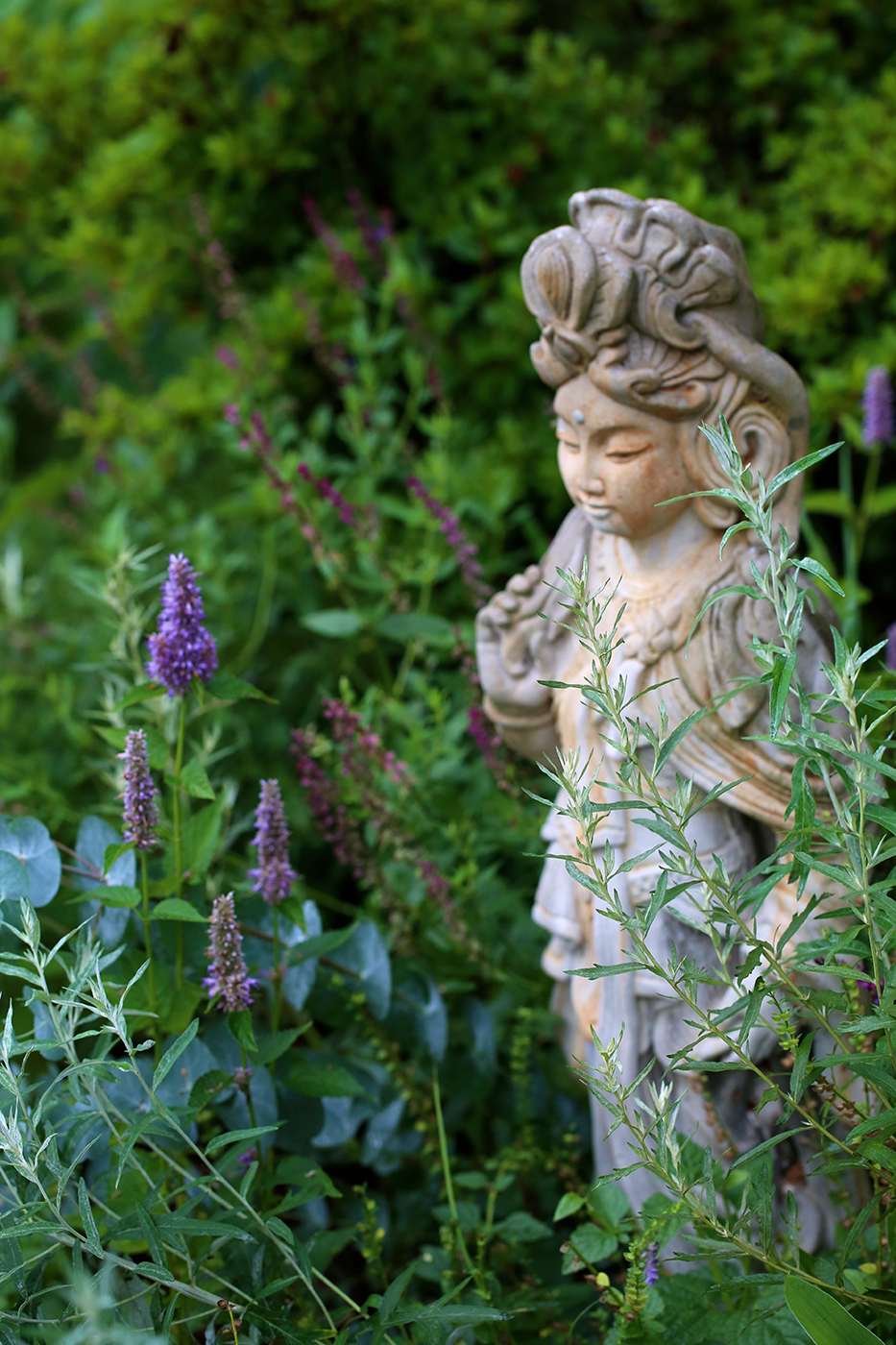 Aromatic garden with anise hyssop, eucalyptus, western mugwort and sweetfern.
