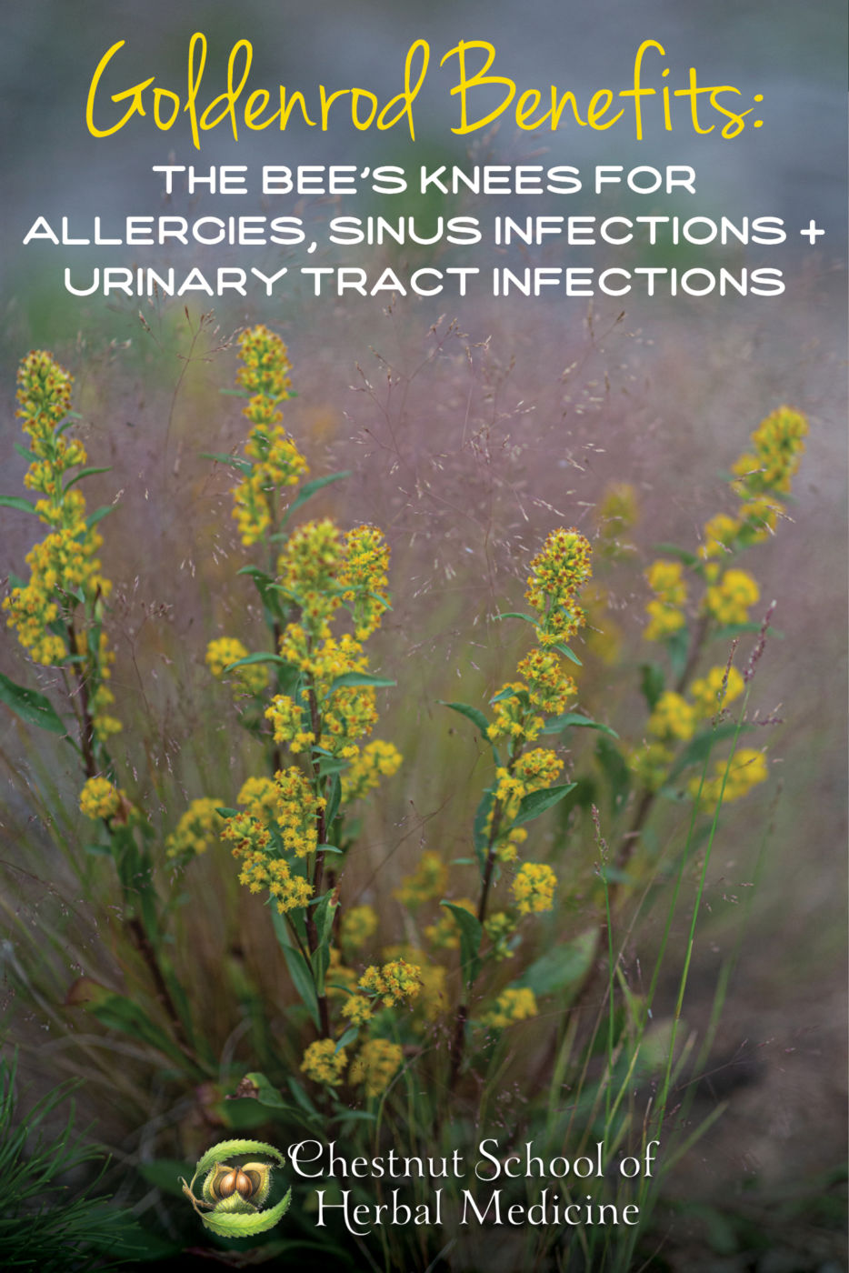 Goldenrod Benefits: The Bee’s Knees for Allergies, Sinus Infections, and Urinary Tract Infections