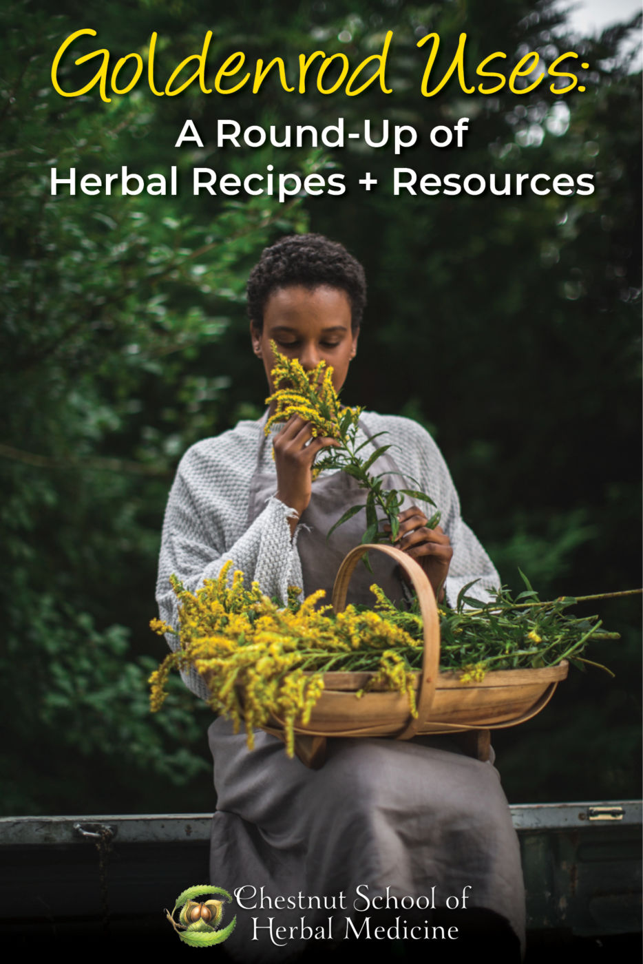 Goldenrod Uses: A Round-Up of Herbal Recipes + Resources.
